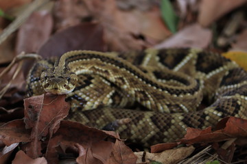 Cobra cascavel armando bote na região do bioma cerrado