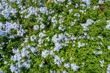 Fototapeta na wymiar Cape leadwort flowers blooming in the garden