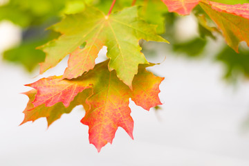 colorful autumn maple leaves on light background