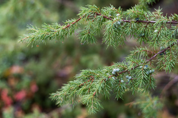branch of a juniper tree with berries in forest and bokeh background
