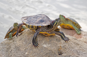 tortoises on a stone