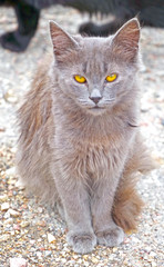 closeup of Very fluffy cat