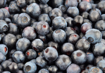 Blueberry, close up
