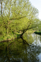 Trees in the River Stort, near Sawbridgeworth, Hertfordshire