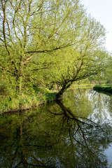 Fototapeta premium Trees in the River Stort, near Sawbridgeworth, Hertfordshire