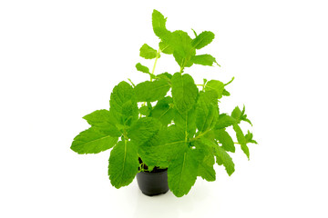 mięta © robert6666