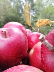 red apples on tree