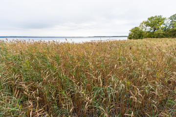 wetland plants along the shore of the patuxent river in southern maryland calvert county usa - obrazy, fototapety, plakaty