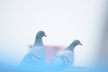 Pigeons