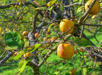 Yellow apples on a branch surrounded with green leaves in autumn time. Local organic food. 