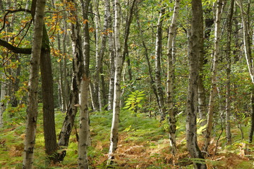Une forêt en automne