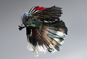 Silver golden copper color betta fish.