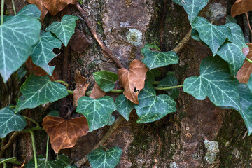 Green and brown leaves on the bark of a tree