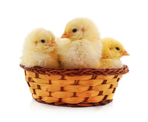 Chickens in the basket.