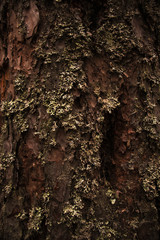 texture of bark of a tree