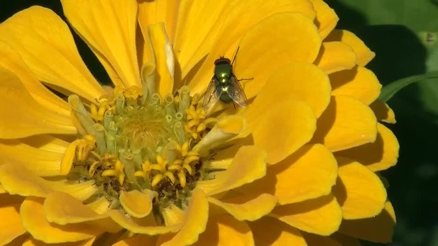 Gr&uuml;ne Schmei&szlig;fliege auf der gelben Zinnie