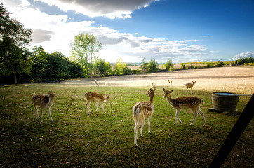 Some young fallow deer in a meadow