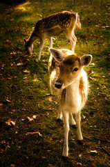 Some young fallow deer in a meadow