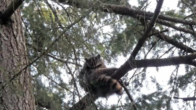 young raccoon looks out from perch up in a pine tree