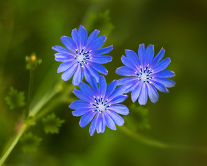 Common chicory or willd chicory flower.