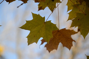 Naklejka na ściany i meble autumn maple leaves on a green background