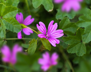 Violet  malva sylvestris flower.