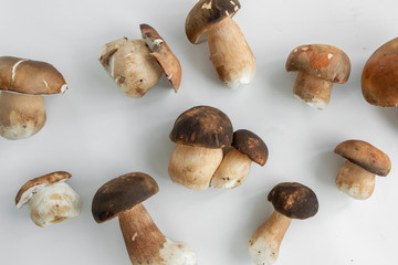 Cooking Boletus edible (Porcini) mushrooms, white background, space for text