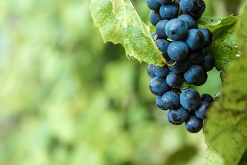 Fresh blue bunches of grapes on green branches. The concept of winemaking, wine, vegetable garden, cottage, harvest.