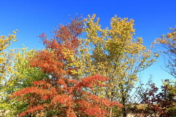 Naklejka premium Autumn leaves with the blue sky background