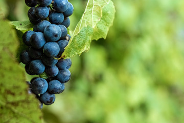 Fresh blue bunches of grapes on green branches. The concept of winemaking, wine, vegetable garden, cottage, harvest.