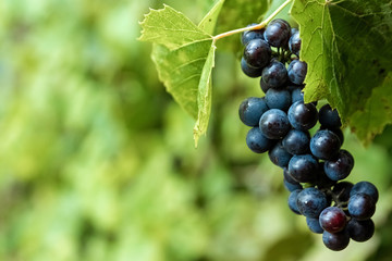Fresh blue bunches of grapes on green branches. The concept of winemaking, wine, vegetable garden, cottage, harvest.
