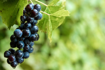 Fresh blue bunches of grapes on green branches. The concept of winemaking, wine, vegetable garden, cottage, harvest.