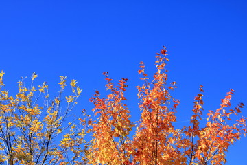 Autumn leaves with the blue sky background