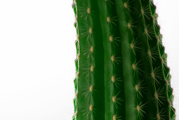 perfil de cactus sobre fondo blanco