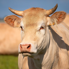 Portrait de vache, race à viande, Blonde d'Aquitaine