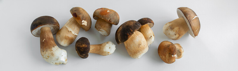 Cooking Boletus edible (Porcini) mushrooms, white background, space for text