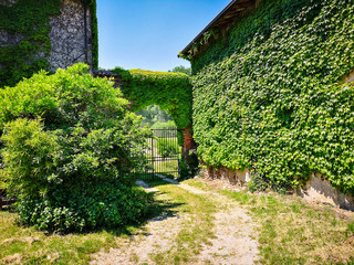 Fototapeta na wymiar Country house covered with climbing ivy.