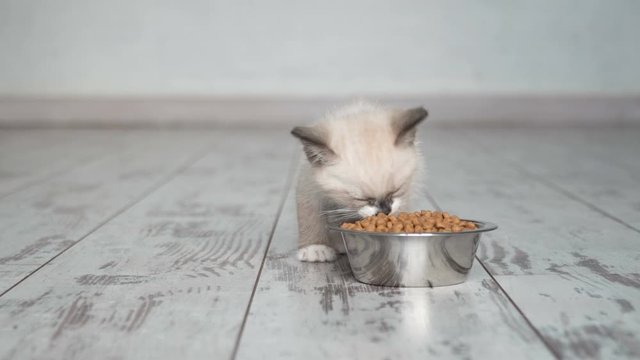 Kitten eat food from bowl