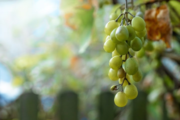 Fresh green clusters of grapes on green branches. The concept of winemaking, wine, vegetable garden, cottage, harvest.