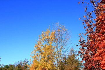 Autumn leaves with the blue sky background