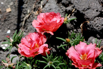 pink rose in the garden