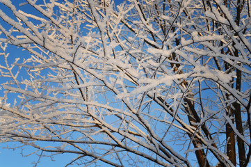 Frosty sunny winter morning. Tree branches covered with snow.