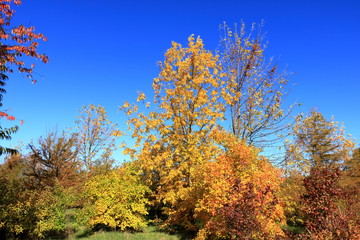 Fototapeta premium Autumn leaves with the blue sky background