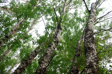 Birch forest