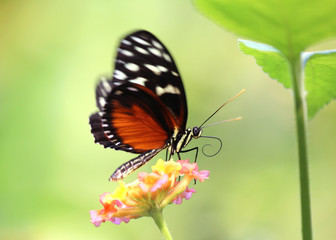 Fototapeta na wymiar Feeding Butterfly