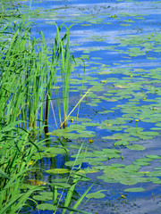 reeds in water