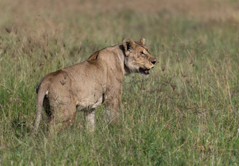 Lion eat buffalo