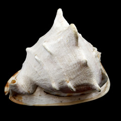 Big seashell isolated on black background. huge sea shell