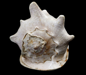 Big seashell isolated on black background. huge sea shell