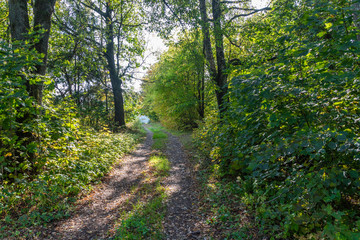 Green forest and a small rural road.